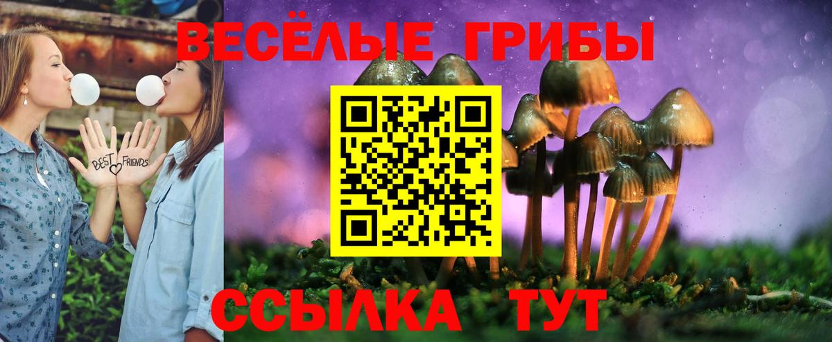 Псилоцибиновые грибы Psilocybe Десногорск